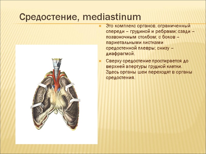 Средостение, mediastinum Это комплекс органов, ограниченный спереди – грудиной и ребрами; сзади – позвоночным